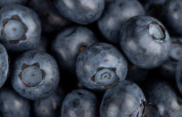 the harvest of ripe large blueberries, close-up