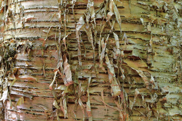 Yellow birch close up on bark. Also called golden birch. Betula alleghaniensis