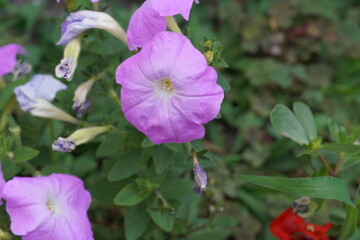 beautiful flowers in the spring garden 