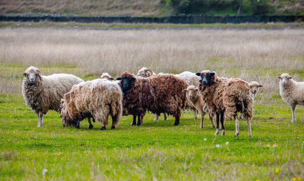Herd of sheep in a summer field. High quality photo