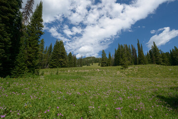 Hillside Meadow In Yellowstone National Park. July 2023.