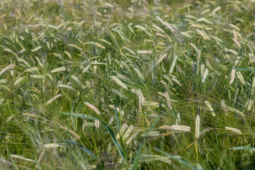 An agricultural field where ripening cereal wheat grows