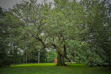 Emancipation Oak, Hampton, Virginia