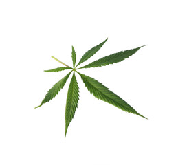 Fresh green hemp leaf isolated on white, top view