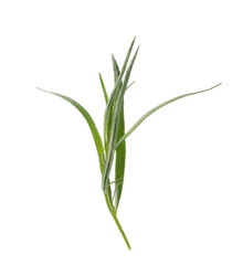 Fototapeta premium One sprig of fresh tarragon on white background