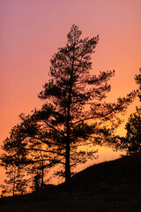 Obraz premium sunset in the forest