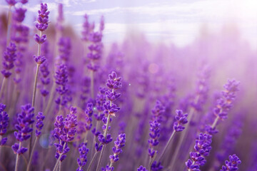 Beautiful lavender meadow on sunny day, selective focus