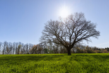 lonely growing oak without foliage in sunny weather