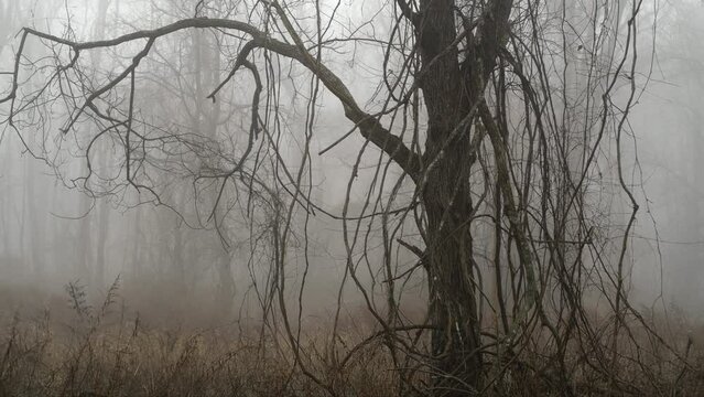 Misty, foggy morning in the forest. 4k 