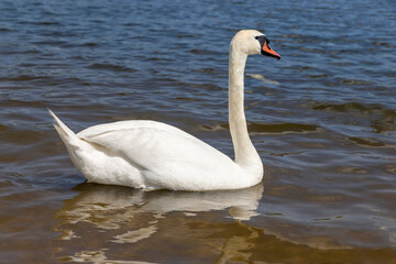 Fototapeta premium white swan floating on the river in sunny weather