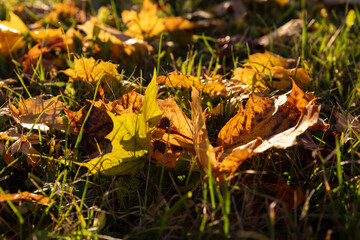 Maple tree foliage in autumn