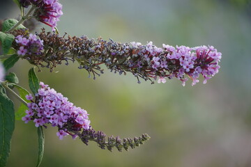 flower purple in the garden