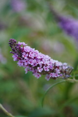 flower purple in the garden