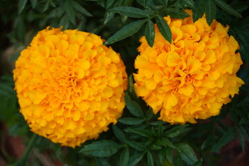 orange flower in the garden