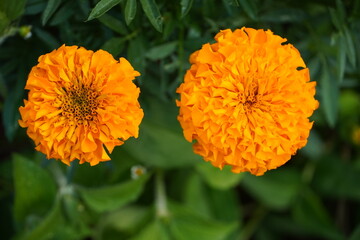 orange flower in the garden