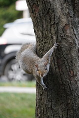 squirrel on the tree