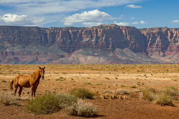 Wild Navajo Horse and Vermilion Cliffs | Navajo Nation, Arizona, USA
