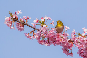桜とメジロ