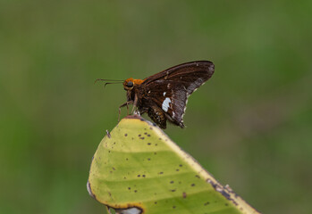 Coeliades, lepidópteros 