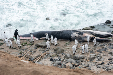 beached whale coast Peru. Punta Hermosa beach