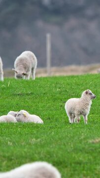 Vertical Screen: Flock of sheep in a pasture, cute lambs graze on a green meadow between mountains at Summer. Organic wool and meat production. Shot for Social Media.
