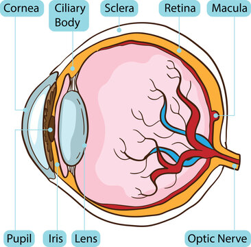 Human Eyeball Body Parts Anatomy