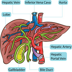 Inside Human Liver Body Parts Anatomy