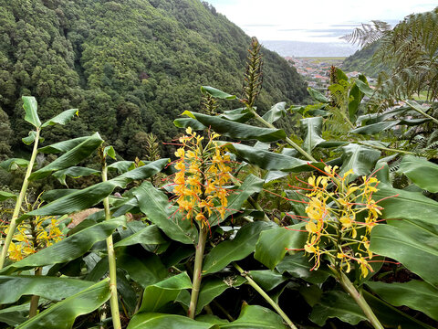 Kahili ginger or ginger lily (lat.- Hedychium gardnerianum)