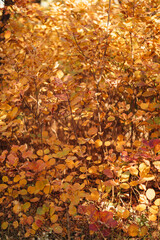 Autumn. Multicolored maple leaves lie on the grass.