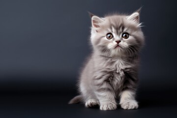 Naklejka na ściany i meble Cute happy playful cat or pet isolated on gray background