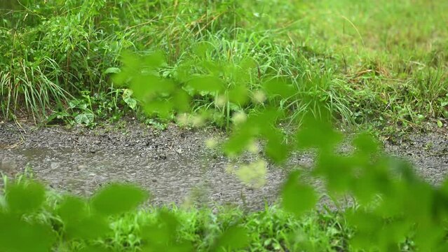 雹が混じる猛烈な雨　土砂降り　ゲリラ豪雨
