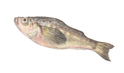 ハタハタ　水彩色鉛筆魚イラスト