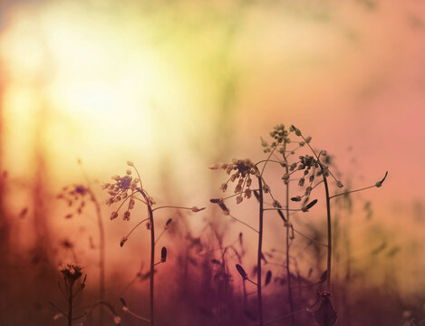 Soft blurred nature background with flowers, grass in light pastel colors. Morning tranquility boho style. Summer nature