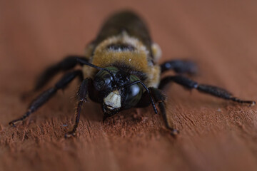 macro shot of a carpenter bee from the front with the face of the insect in focus and facing the camera