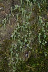 Naklejka na ściany i meble a group of tiny green fungi growing on wood