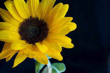 sunflower on black background