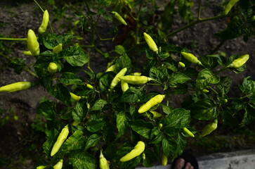 Chili plants thrive, the fruit is ripe, ready to be harvested by farmers. This chili is famous for being spicy. It's red when it's overripe. blurry background