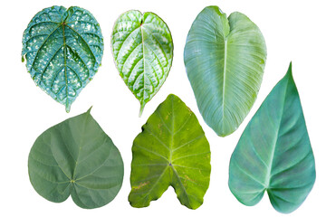 types of heart-shaped leaves isolated transparent background