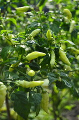 Chili plants thrive, the fruit is ripe, ready to be harvested by farmers. This chili is famous for being spicy. It's red when it's overripe. blurry background