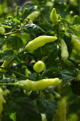 Chili plants thrive, the fruit is ripe, ready to be harvested by farmers. This chili is famous for being spicy. It's red when it's overripe. blurry background