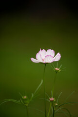   flower with pink delicate petals on a green natural background. Kosmeya.