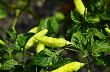 Chili plants thrive, the fruit is ripe, ready to be harvested by farmers. This chili is famous for being spicy. It's red when it's overripe. blurry background