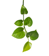Green leave isolated on white background with clipping path.