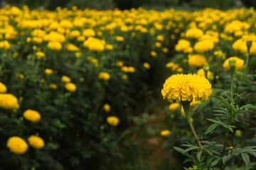 Marigold bush in the field of flowers.