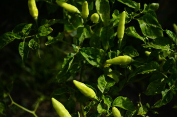 Fototapeta na wymiar Chili plants thrive, the fruit is ripe, ready to be harvested by farmers. This chili is famous for being spicy. It's red when it's overripe. blurry background