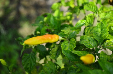 Chili plants thrive, the fruit is ripe, ready to be harvested by farmers. This chili is famous for being spicy. It's red when it's overripe. blurry background