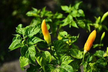 Chili plants thrive, the fruit is ripe, ready to be harvested by farmers. This chili is famous for being spicy. It's red when it's overripe. blurry background