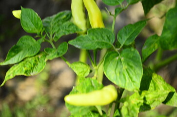 Chili plants thrive, the fruit is ripe, ready to be harvested by farmers. This chili is famous for being spicy. It's red when it's overripe. blurry background