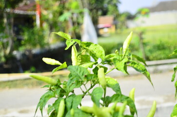 Chili plants thrive, the fruit is ripe, ready to be harvested by farmers. This chili is famous for being spicy. It's red when it's overripe. blurry background