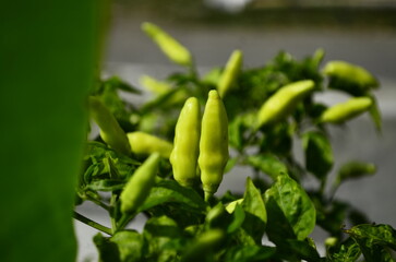 Chili plants thrive, the fruit is ripe, ready to be harvested by farmers. This chili is famous for being spicy. It's red when it's overripe. blurry background